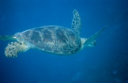 Archipel-des-Comores;-Faune;-France;-Kaleidos;-Kaleidos-images;-La-parole-à-limage;-Laurent-Abad;-Mayotte;-Mer;-Nage;-Océan-Indien;-Plongée;-Reptile;-Stories-Pictures;-Tortue;-Tortue-marine